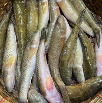 Fish