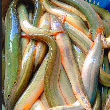 Fish