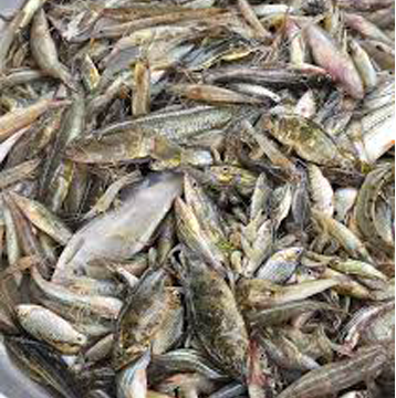 Fish